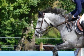 A person riding a white horse